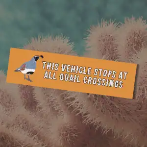 Illustrated Gambel's quail car magnet reading I Brake for Quail, hand-drawn Arizona bird design by Tucson illustrator Nicole Peery