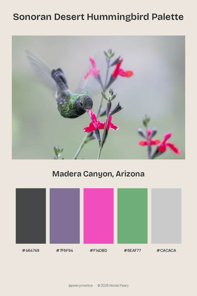 sonoran desert color palette with a hummingbird