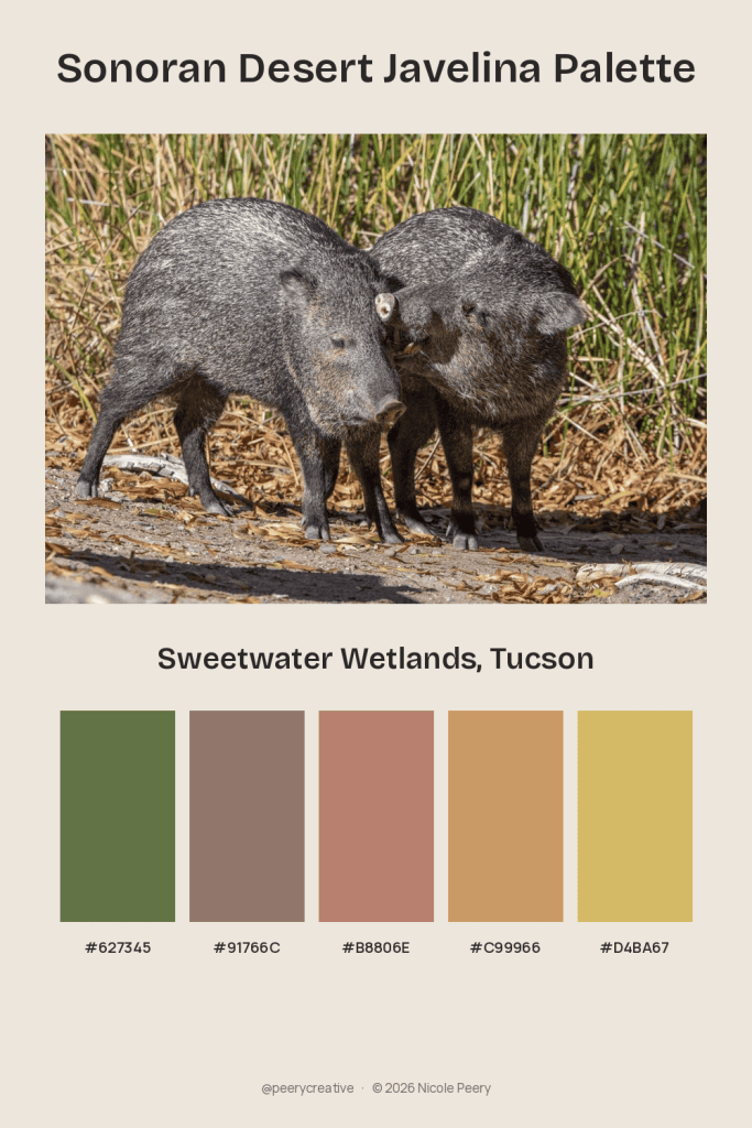 sonoran desert color palette featuring javelina